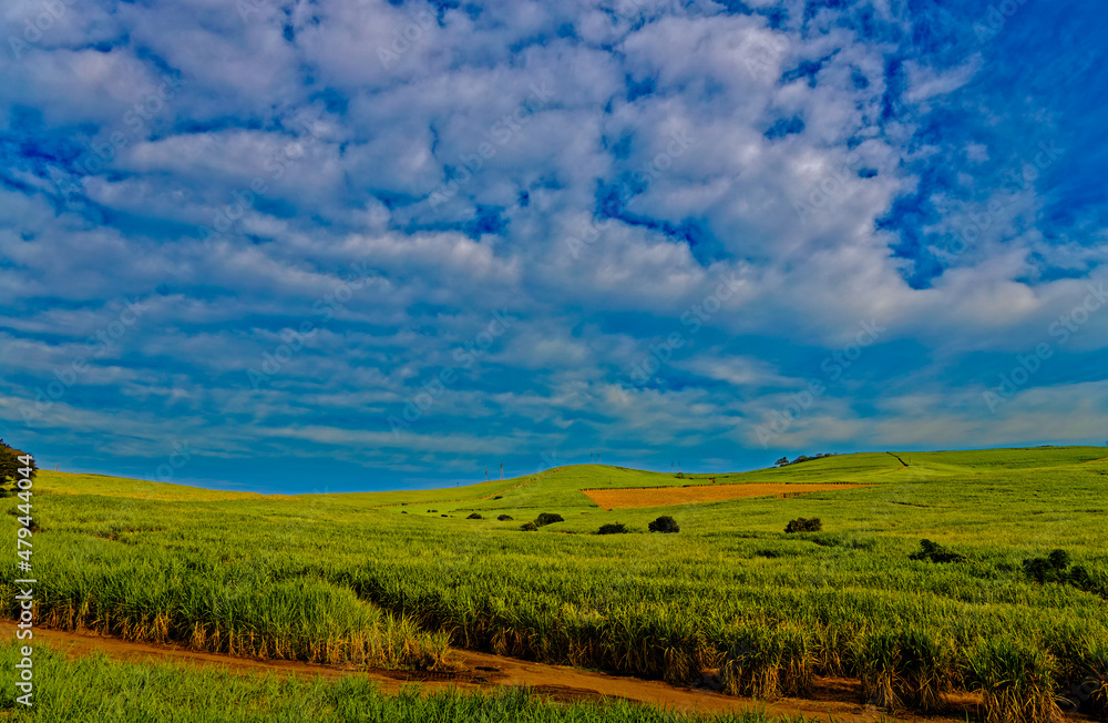 Landscape of green sugar cane fields
