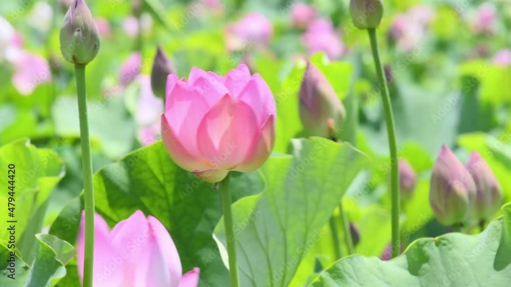 風に揺れる、ピンク色の蓮の花 風に揺れる、ピンク色の蓮の花
