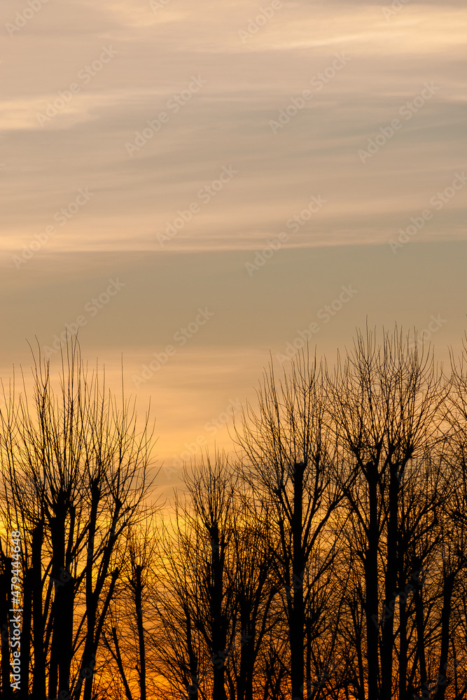 Bare tree branches silhouette with sunset sky as winter background (with copy space)
