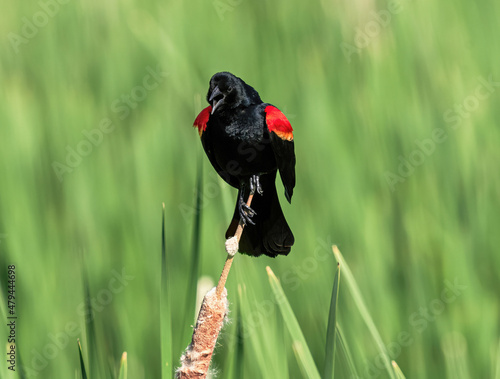 A handsome Red-winged Blackbird calling on a bright Spring day, with a deep red, orange and yellow shoulder patch, perched on a cattail with a soft green background.