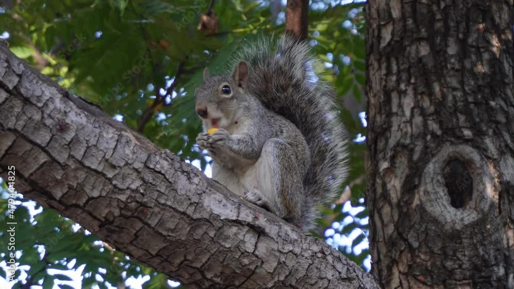 A squirrel eating in a tree A squirrel eating in a tree