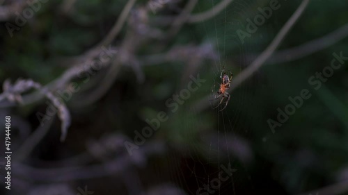 An Alpaida veniliae spider on its orb-web waiting for prey amidst lavender branches. photo