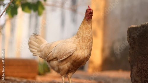 Close up of small buff coloured chicken on a poultry farm