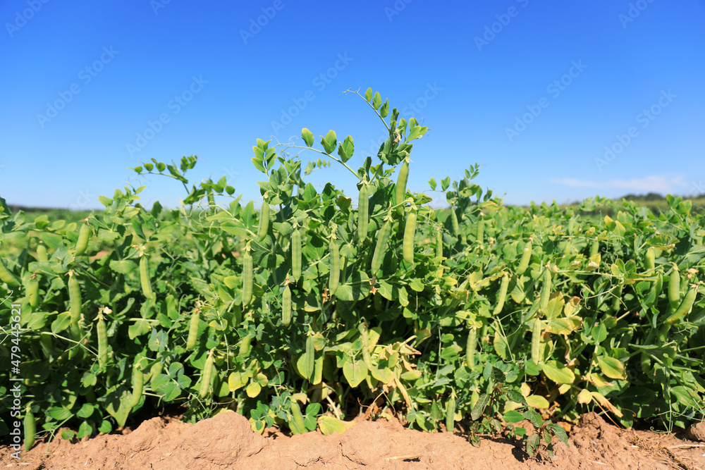 Vigorous growth of peas in farmland, North China