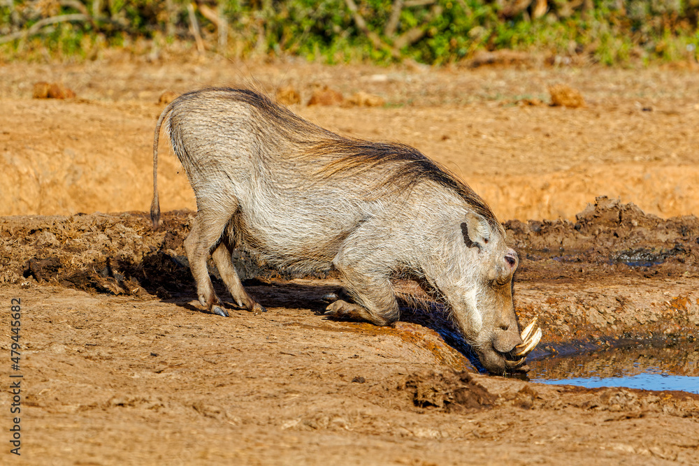 Large Warthog kneeling at waterhole Large Warthog kneeling at waterhole