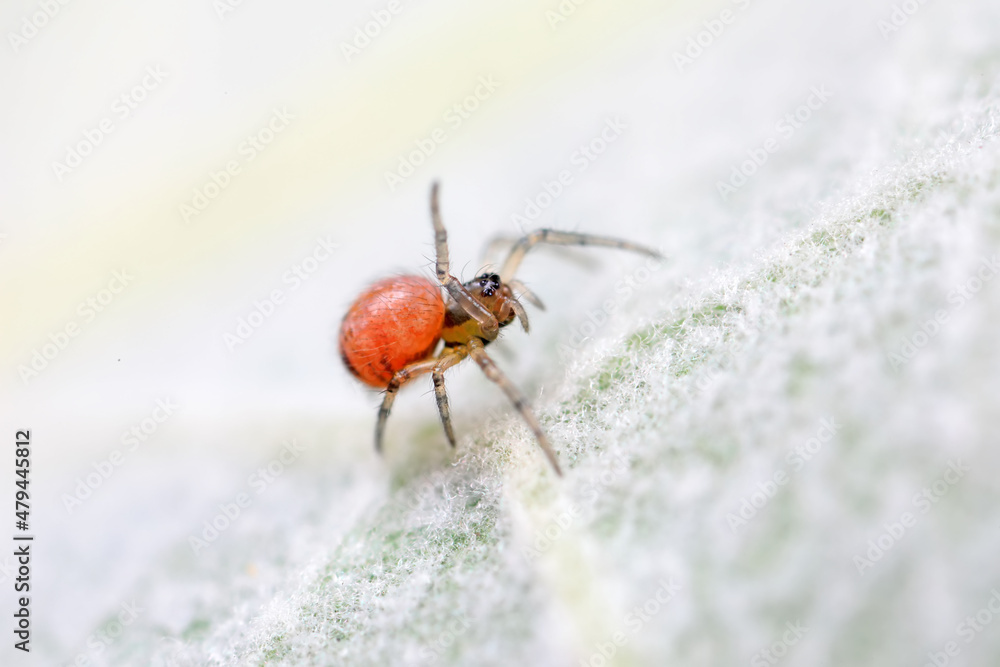 Fototapeta premium Spiders in the wild, North China
