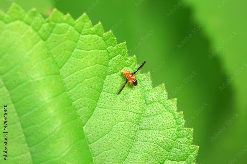 Flies on wild plants, North China Flies on wild plants, North China