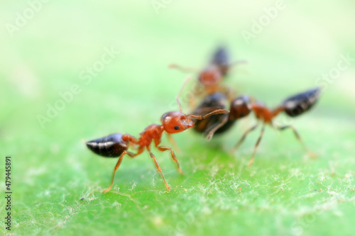 Ants in the wild, North China © zhang yongxin