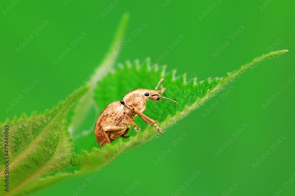 Weevil on wild plants, North China Weevil on wild plants, North China