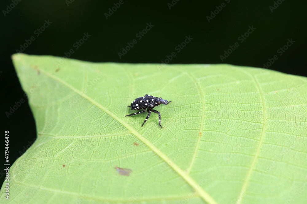 Hemiptera wax Cicadellidae insects on wild plants, North China Hemiptera wax Cicadellidae insects on wild plants, North China