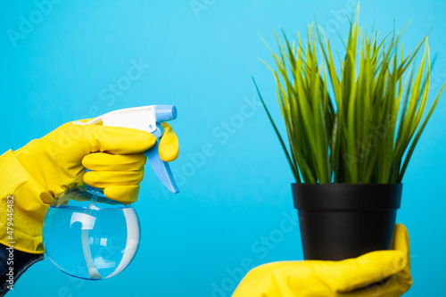 Woman hands spraying leaves of green plant with water
