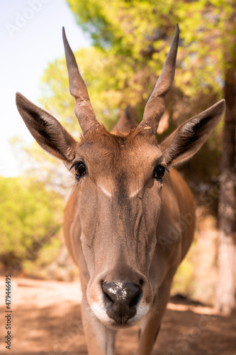 El ant  lope eland com  n  eland com  n o alce de El Cabo es una especie de mam  fero artiod  ctilo 