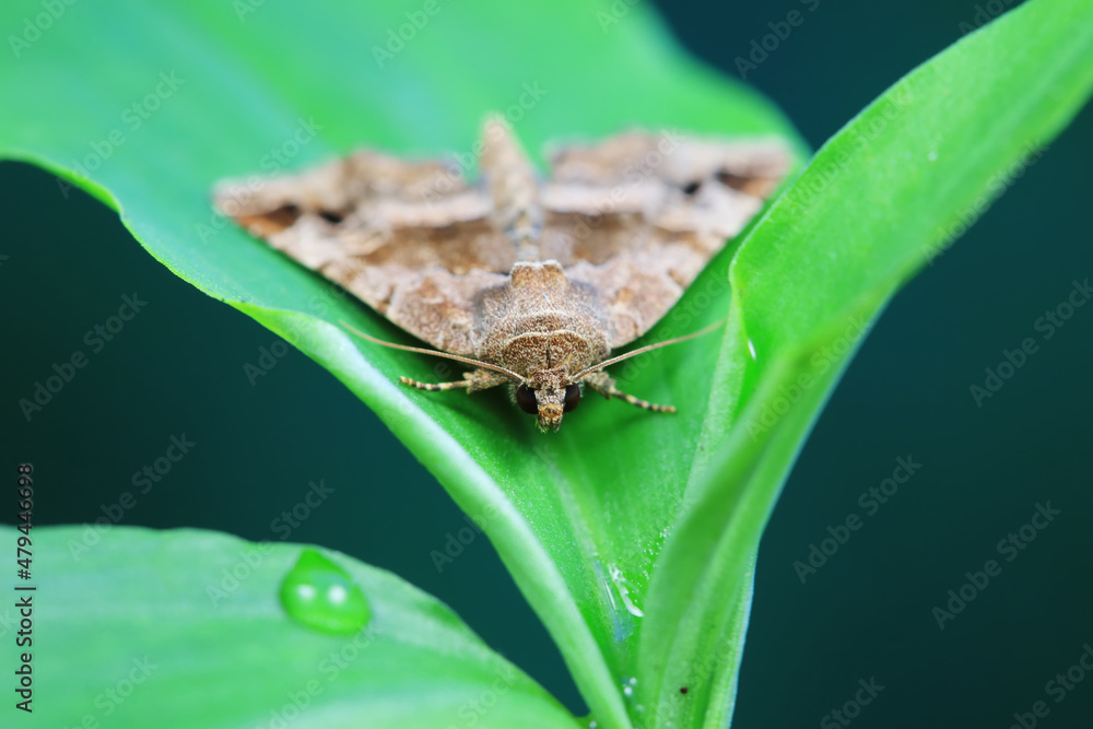Lepidoptera insects in the wild, North China Lepidoptera insects in the wild, North China