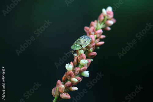 Hispidae family insect crawl on plants, North China