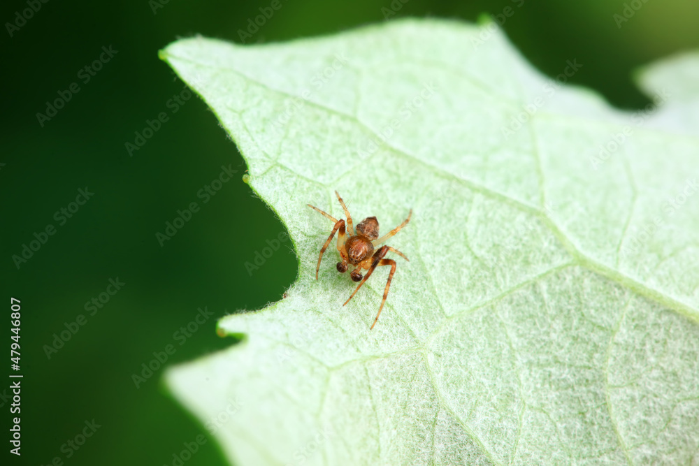 Spiders in the wild, North China Spiders in the wild, North China