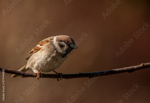Mazurek, wróbel polny (Passer montanus) – Eurasian tree sparrow