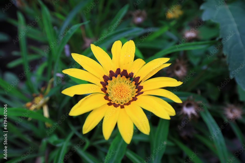 Beautiful medal chrysanthemums bloom in the park, Beijing Beautiful medal chrysanthemums bloom in the park, Beijing