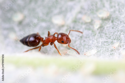 Ants in the wild, North China photo