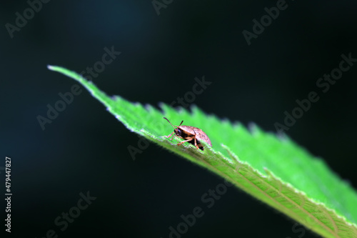 Hispidae family insect crawl on plants, North China