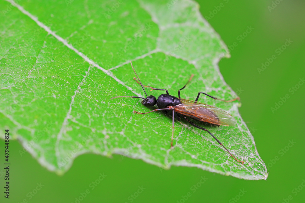 Ants in the wild, North China Ants in the wild, North China