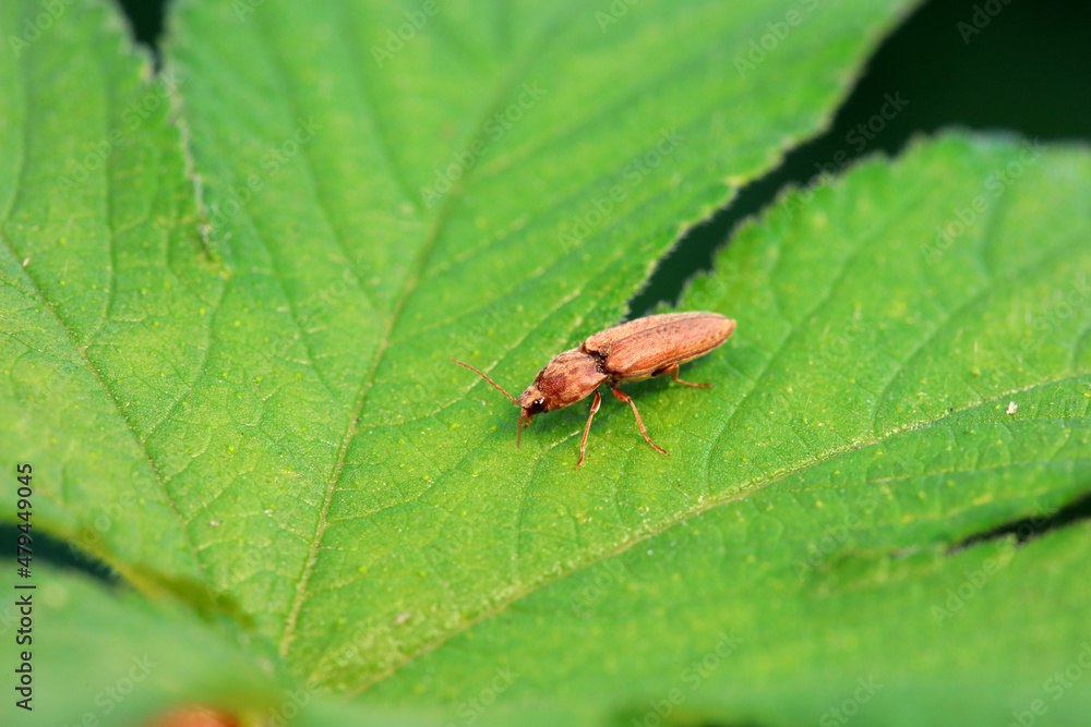 Leaf beetle on wild plants, North China Leaf beetle on wild plants, North China