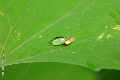 Lepidoptera insects in the wild, North China