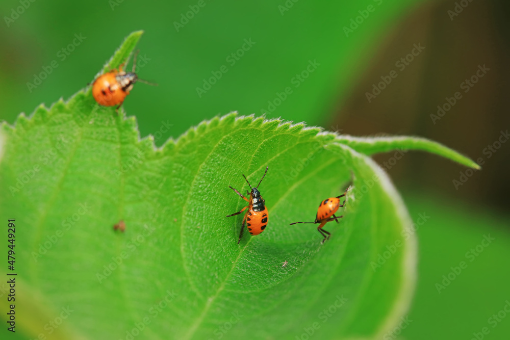 Hemiptera bugs in the wild, North China Hemiptera bugs in the wild, North China