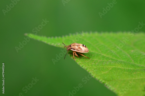 Hemiptera bugs in the wild, North China © zhang yongxin