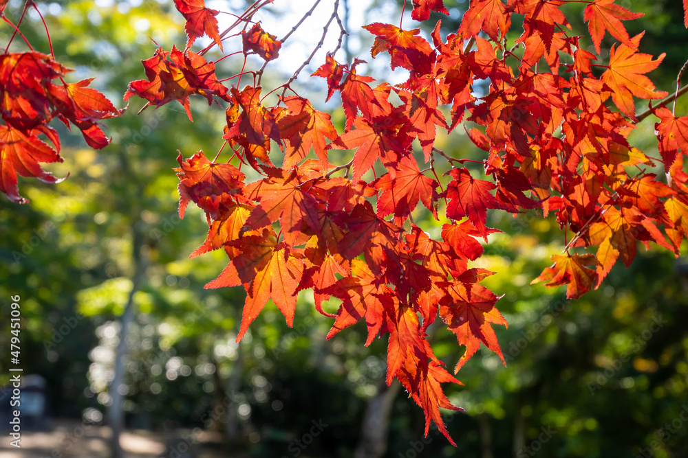 緑と赤のコントラストの紅葉