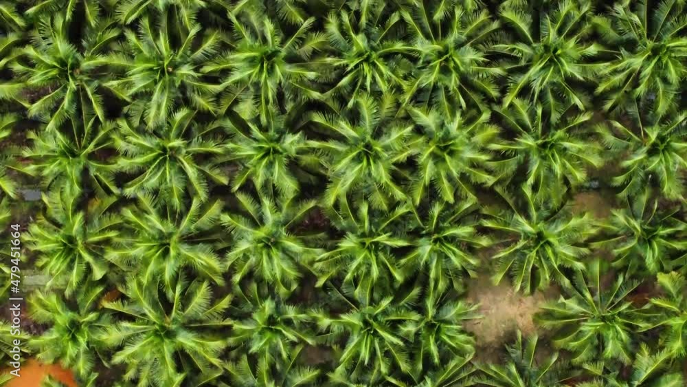 Aerial vertical drone shot of lush green palm forest in Vietnam. Aerial vertical drone shot of lush green palm forest in Vietnam.