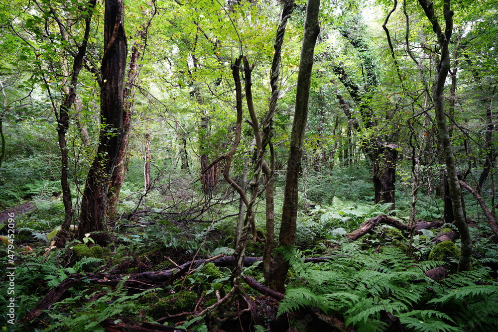 mossy rocks and fern in the dense summer forest mossy rocks and fern in the dense summer forest