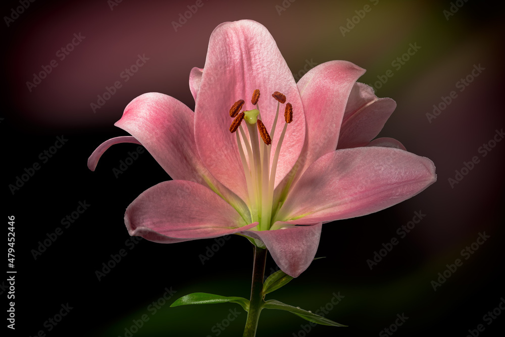 Beautiful pink lily in colorful gradients and silhouetted on black background