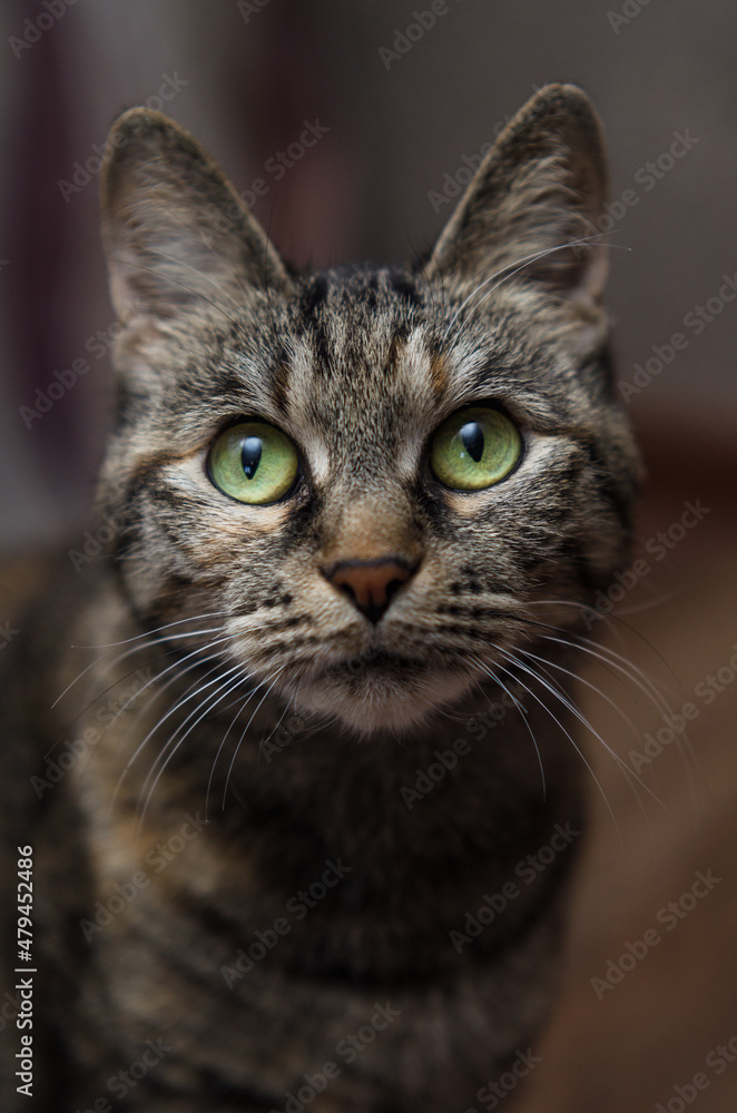 portrait of a cat with big green eyes