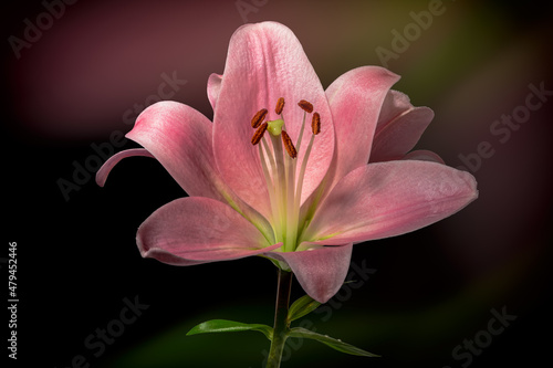 Beautiful pink lily in colorful gradients and silhouetted on black background