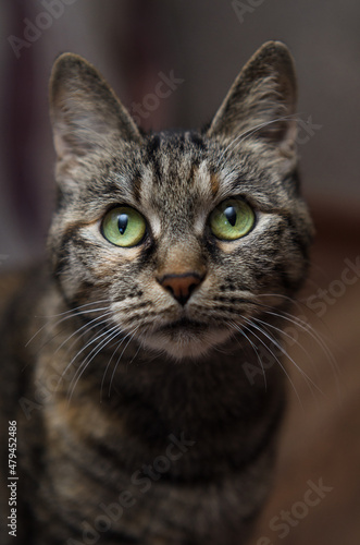 portrait of a cat with big green eyes
