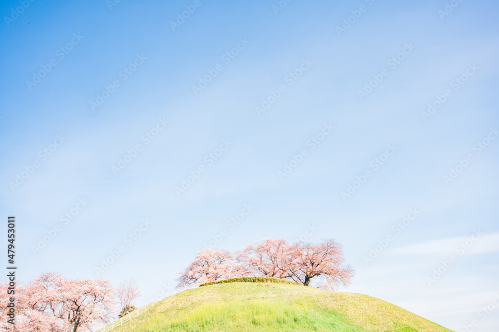 丘の上に咲く桜（埼玉県さきたま古墳）