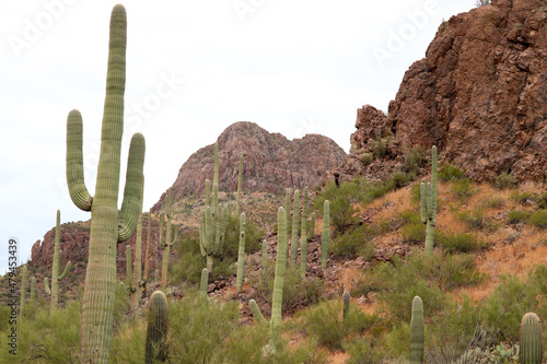 state saguaro cactus