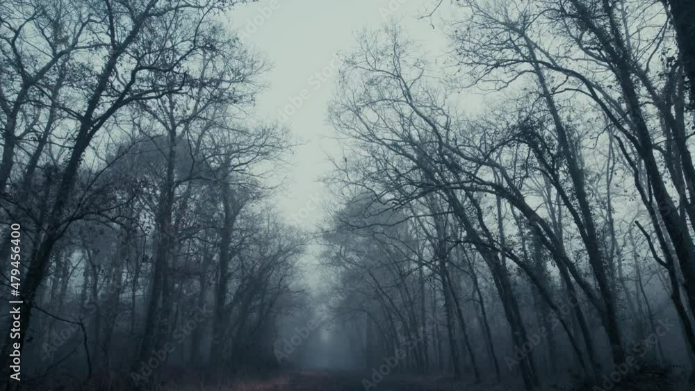 Looking up at the sky in a spooky, scary forest with misty silhouettes. Looking up at the sky in a spooky, scary forest with misty silhouettes.