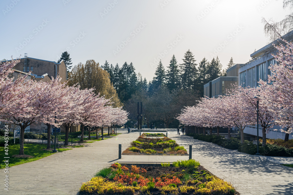 Naklejka premium Vancouver, BC, Canada - April 5 2021 : University of British Columbia (UBC) campus. Cherry blossom flowers in full bloom.
