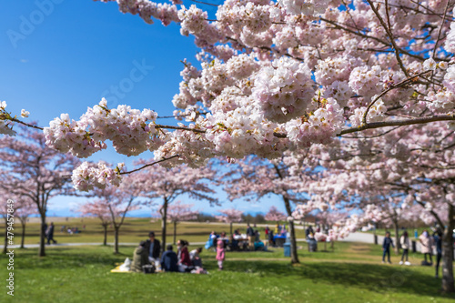 Fotografia People having a picnic in the Garry Point Park in springtime, enjoying cherry blossom flowers in full bloom