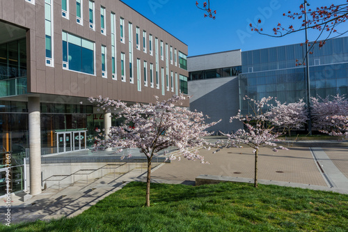 Vancouver, BC, Canada - April 5 2021 : University of British Columbia (UBC) campus. Cherry blossom flowers in full bloom. photo