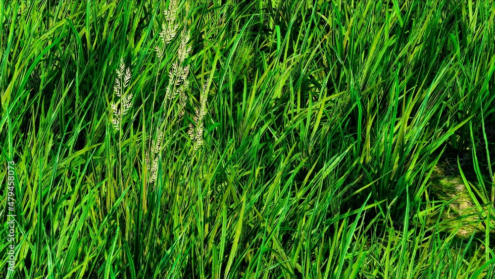 Garden Grass Field Close up Background 3D Rendering Garden Grass Field Close up Background 3D Rendering