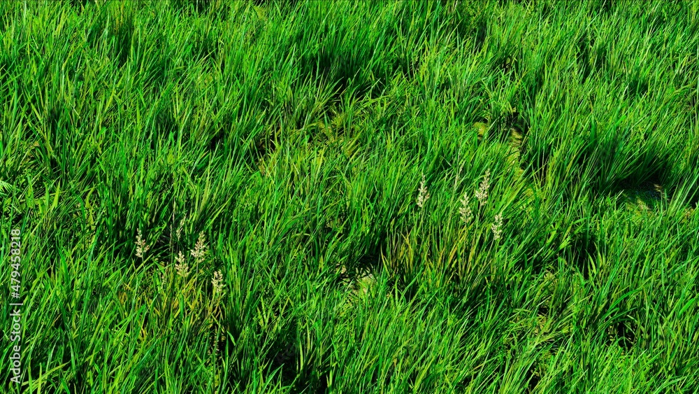 Lawn Field in Sunny Day, Nature Background 3D Rednering Lawn Field in Sunny Day, Nature Background 3D Rednering