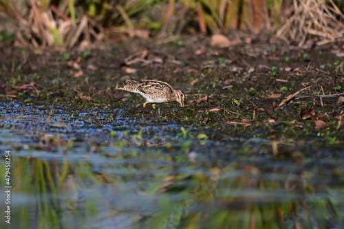 Latham's Snipe looking for food on the edge of a lake in Queensland, Australia. ( Gallinago hardwickii ) photo