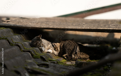 A family of adorable black and brown tiger-striped wild Chinese cats rest, play, roughhouse on the abandoned roof piled with woods and tiles