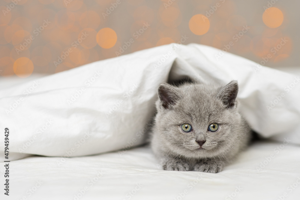 Gray fluffy little kitten of the British breed lying under the blanket of the house against the background of yellow lights and looking out from there