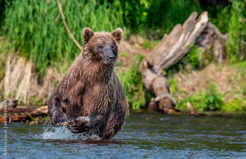 Brown bear running on the river and fishing for salmon. Brown bear chasing sockeye salmon at a river. Front view. Kamchatka brown bear, scientific name: Ursus Arctos Piscator. Kamchatka, Russia. Brown bear running on the river and fishing for salmon. Brown bear chasing sockeye salmon at a river. Front view. Kamchatka brown bear, scientific name: Ursus Arctos Piscator. Kamchatka, Russia.
