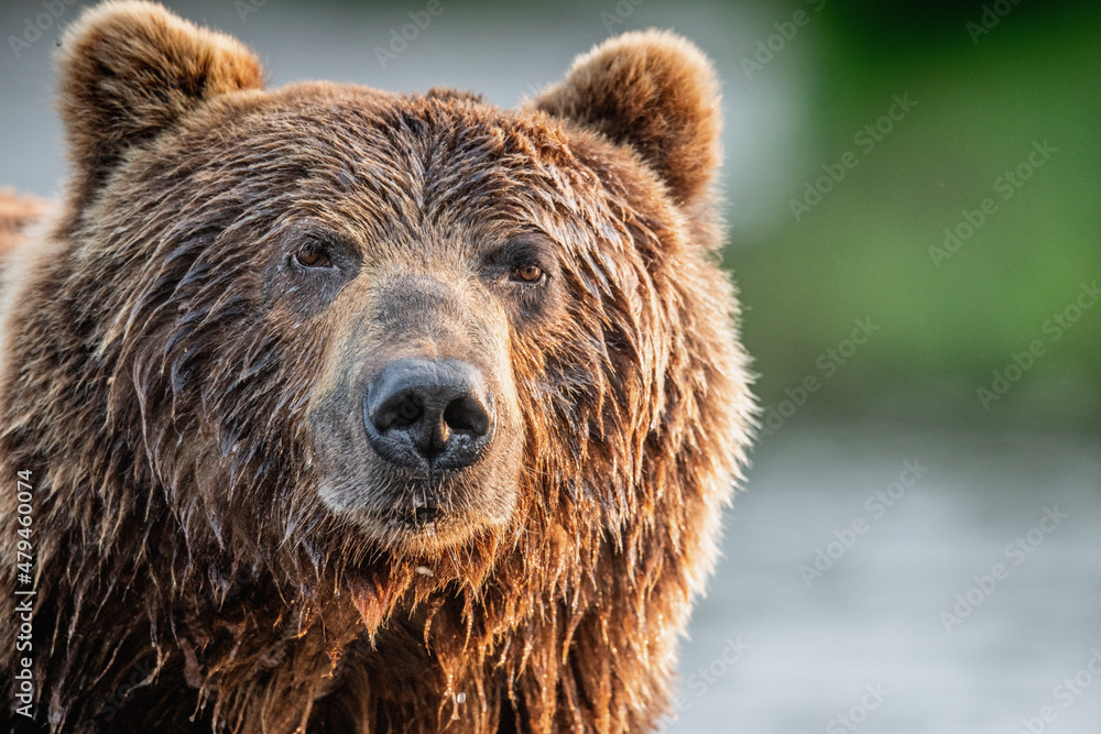 Closeup portrait of wild adult brown bear. Close up, front view. Kamchatka brown bear, scientific name: Ursus Arctos Piscator. Kamchatka,