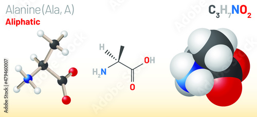 Alanine (Ala, A) amino acid molecule. (Chemical formula C3H7NO2) it is non-essential amino acid. Ball-and-stick model, space-filling model and skeletal formula. Layered vector illustration
