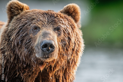 Closeup portrait of wild adult brown bear. Close up, front view. Kamchatka brown bear, scientific name: Ursus Arctos Piscator. Kamchatka,